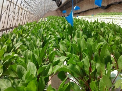 绿波特 大叶菠菜菜籽 蔬菜种子 引进杂交改良新品种 200克/袋图5