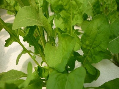 绿波特 大叶菠菜菜籽 蔬菜种子 引进杂交改良新品种 200克/袋图4