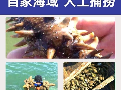 源头厂家 大连辽参 非干货 佛跳墙 酒店 批发 即食海参8头 350g图3