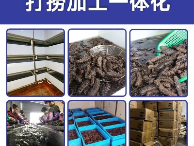 源头厂家 大连辽参 非干货 佛跳墙 酒店 批发 即食海参8头 350g图4