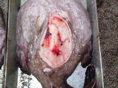 冻一去安康鱼去脏留胃安康鱼韩国火锅安康鱼frozen monkfish gutt图3