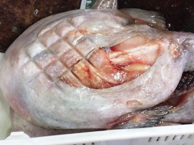 冻一去安康鱼去脏留胃安康鱼韩国火锅安康鱼frozen monkfish gutt图4