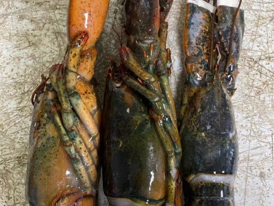 加拿大波士顿餐饮冰鲜敖龙虾速冻龙虾海鲜波龙冻虾500-750g只图3