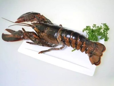 加拿大波士顿餐饮冰鲜敖龙虾速冻龙虾海鲜波龙冻虾500-750g只图5