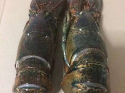 加拿大波士顿餐饮冰鲜敖龙虾速冻龙虾海鲜波龙冻虾500-750g只图4