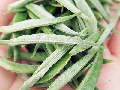 2022年白毫银针白茶单芽月光白月光美人散装厂家制作批发茶叶图3