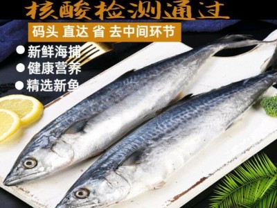 鲅鱼新鲜批发 鲜活海捕冷冻海鲜水产深海鱼大马鲛鱼大鲅鱼图3