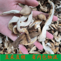 新货 平菇 鲍鱼菇 烤平菇 秀珍菇凤尾菇 散装批发煲汤菌粉500g