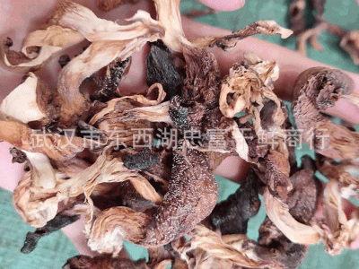 新货 平菇 鲍鱼菇 烤平菇 秀珍菇凤尾菇 散装批发煲汤菌粉500g图5