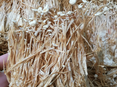 湖北干香菇山货 金钱菇菌类干货 香菇干 基地供应500g图5