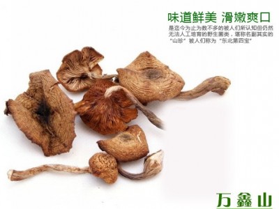 批发东北榛蘑 小鸡炖蘑菇 鲜美可口来自大自然的珍馐美味500克/份图5