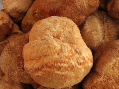 批发东北特产食用菌猴头菇（高 中 底 档）全国发货支持一件代发图3