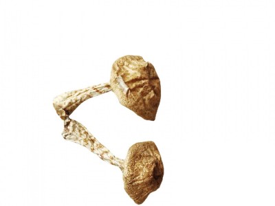 大量批发东北特产长白山食用菌干蘑菇滑子蘑图4