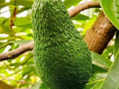 云南哈斯牛油果当季水果鳄梨170-400G图4