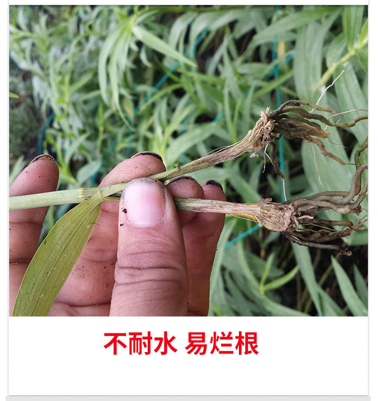 甲壳素海藻精钾_05.jpg
