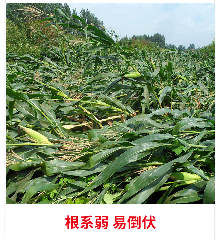 甲壳素海藻精钾_06.jpg