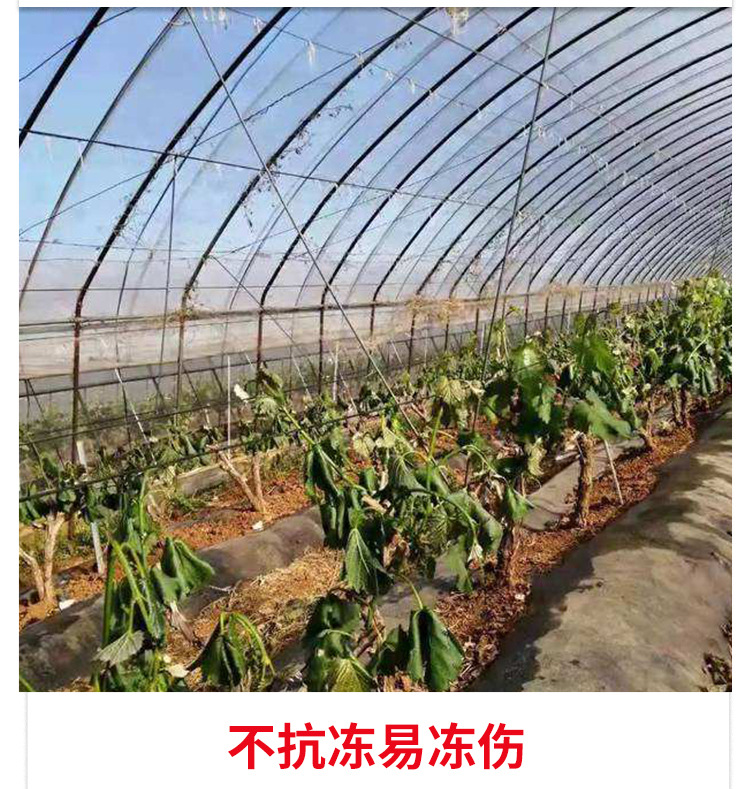 甲壳素海藻精钾_04.jpg