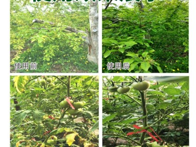 一喷绿黄叶枯死变绿含氨基酸通用蔬菜花卉叶绿素微量元素叶面肥图3