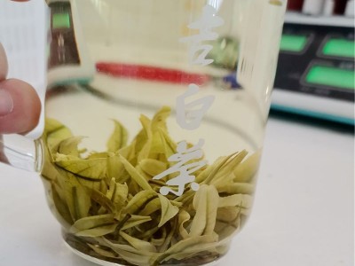 半斤装250克手工安吉白茶雨前新茶叶春茶 螺型白茶卷白茶珍稀白茶图4