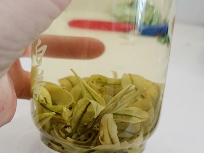 半斤装250克手工安吉白茶雨前新茶叶春茶 螺型白茶卷白茶珍稀白茶图5