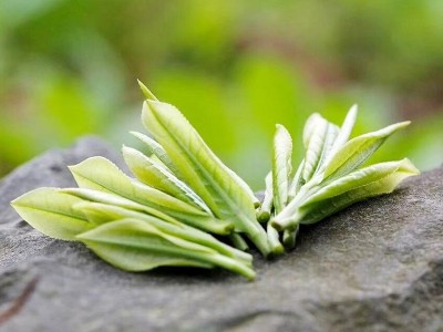 2022新茶黄山毛峰茶叶绿茶明前特二级春茶安徽散装500g图5