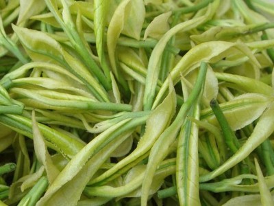 安吉白茶 2022新茶春茶叶绿茶 安吉产地 厂家供应图3