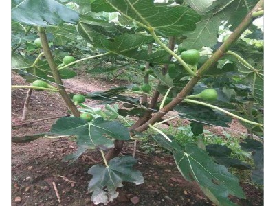 青皮无花果树苗哪里有卖 金傲芬 芭劳奈 无花果树苗价格图2