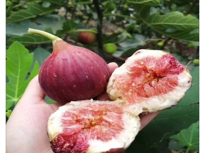 青皮无花果树苗哪里有卖 金傲芬 芭劳奈 无花果树苗价格图3