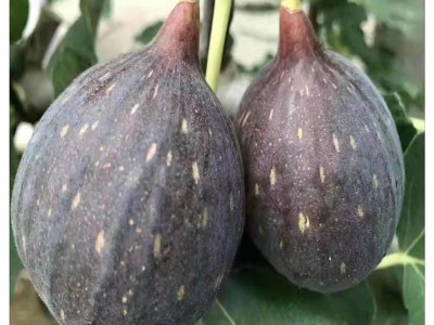 青皮无花果树苗哪里有卖 金傲芬 芭劳奈 无花果树苗价格图5