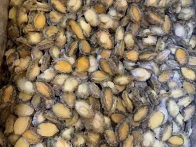 新鲜冷冻鲍鱼肉批发速冻去壳去内脏100头小鲍鱼肉大约80-100个图5