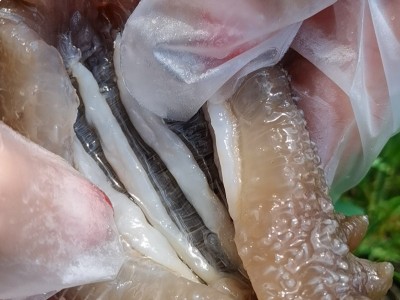 俄罗斯海参二红海参干货俄岛进口海鲜水产六排刺淡干海参批发零售图2