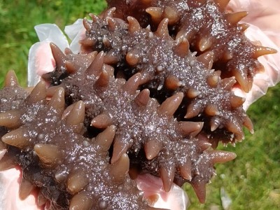俄罗斯海参二红海参干货俄岛进口海鲜水产六排刺淡干海参批发零售图5