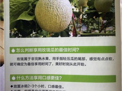 现货日本品种玫瓏蜜瓜精品2只装新鲜孕妇水果爆甜软糯玖珑瓜包邮图2