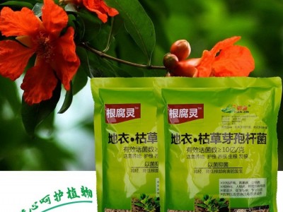 韩金根腐灵地衣枯草芽孢杆菌根腐立枯猝倒根肿病土传病害生物菌肥图4
