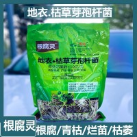 韩金根腐灵地衣枯草芽孢杆菌根腐立枯猝倒根肿病土传病害生物菌肥