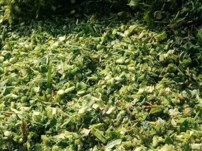 养殖用玉米秸秆青储饲料 粉碎玉米秸秆牛羊马鹅饲料草料图3