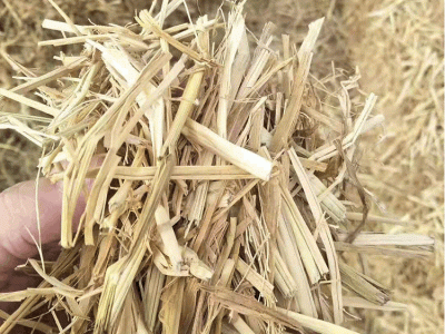 现货供应干稻草牛羊饲草稻草饲料无霉变无杂质草料垫鸭棚稻草秸秆图2