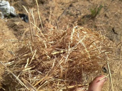 现货供应干稻草牛羊饲草稻草饲料无霉变无杂质草料垫鸭棚稻草秸秆图4