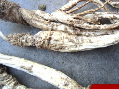 中药材批发秦岭野生北沙参 北沙参片干货沙参条 现货供应图3