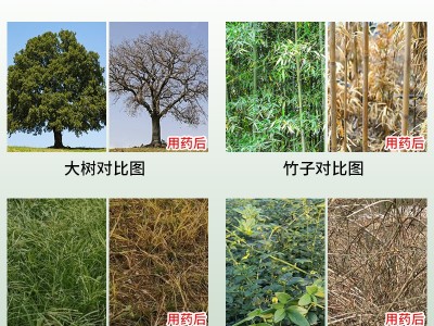 森泰环嗪酮哃除草烂根剂除大树除树王灭灌木剂除树烂根剂竹子杂草图2