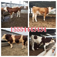 肉牛犊出售西门塔尔牛种3-6个月鲁西黄牛犊苗养殖技术