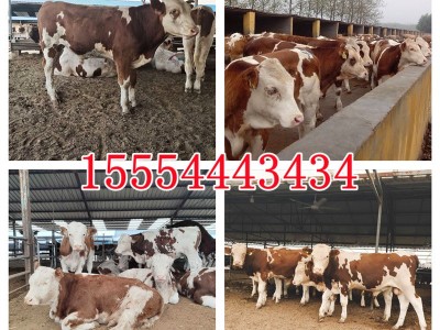 肉牛犊出售西门塔尔牛种3-6个月鲁西黄牛犊苗养殖技术图3