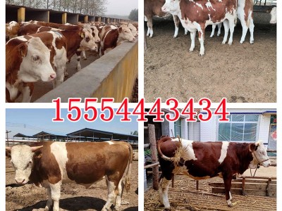 肉牛犊出售西门塔尔牛种3-6个月鲁西黄牛犊苗养殖技术图2