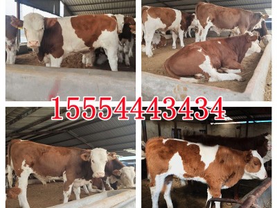 肉牛犊出售西门塔尔牛种3-6个月鲁西黄牛犊苗养殖技术图4