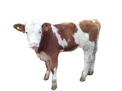 肉牛犊出售西门塔尔牛种3-6个月鲁西黄牛犊苗养殖技术图5