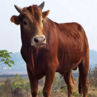 大量批小黄牛 大黄牛肉牛 200-400斤的黄牛多少钱一头