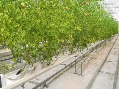 温室水培槽基质槽 无土栽培技术设备 大棚养殖设备 无土栽培工程图4