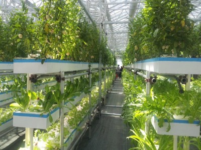 温室水培槽基质槽 无土栽培技术设备 大棚养殖设备 无土栽培工程图5