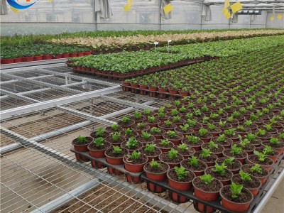 【固定苗床】大棚温室幼苗培育苗床 花卉种植无土栽培固定式苗床图2