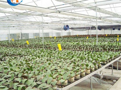 【固定苗床】大棚温室幼苗培育苗床 花卉种植无土栽培固定式苗床图3